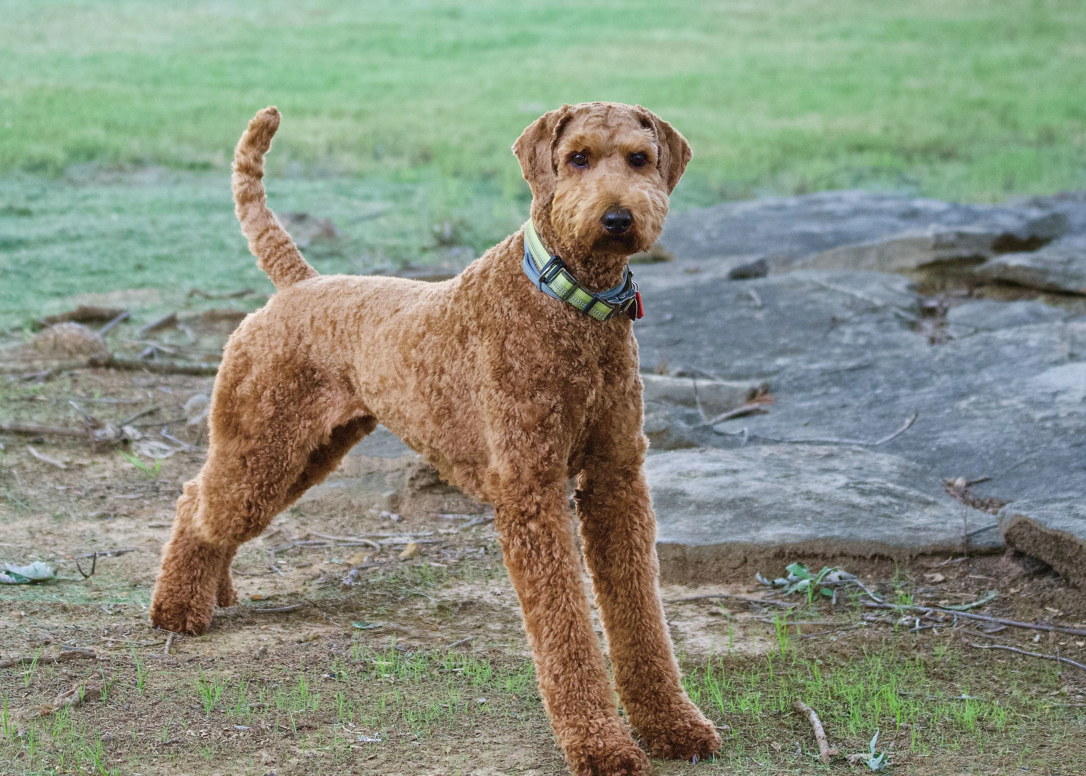 An Airedale Terrier standing full length outdoors, facing the camera at eye level with its whole body and tail visible