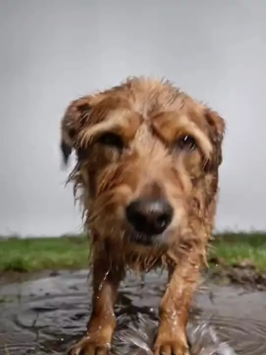 Puddle Splash Joy: the preview still the AI Video app shows for this action