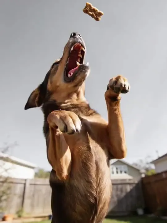 Treat Catch Leap: the preview still the AI Video app shows for this action