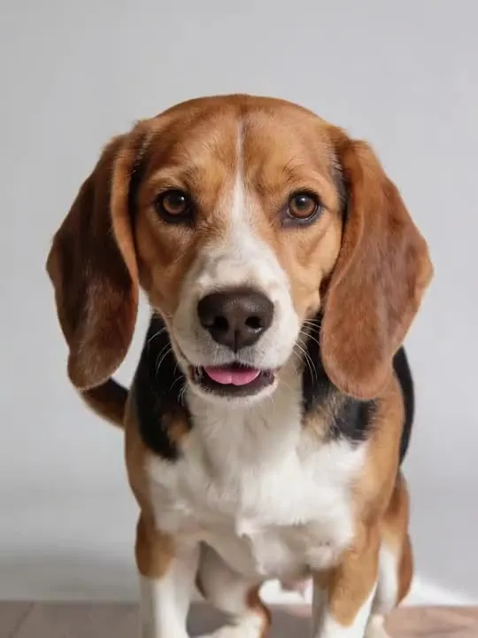 Tail Wag Hello: the preview still the AI Video app shows for this action